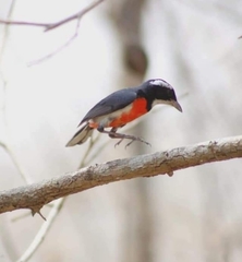 Granatellus venustus