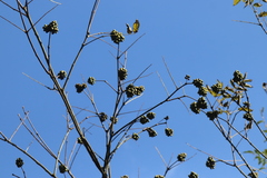 Phellodendron chinense