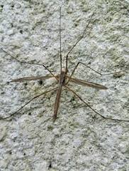Tipula paludosa