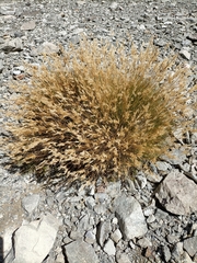 Rytidosperma setifolium