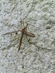 Tipula paludosa