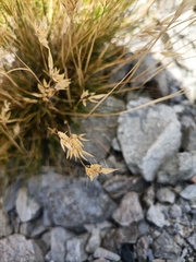 Rytidosperma setifolium