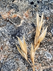 Rytidosperma setifolium