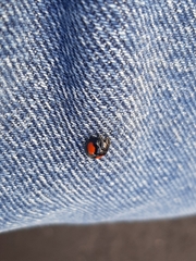 Chilocorus stigma