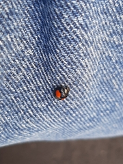 Chilocorus stigma
