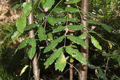 Harpephyllum caffrum