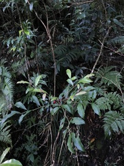 Ardisia cornudentata