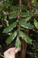 Harpephyllum caffrum