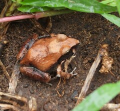 Tomopterna natalensis