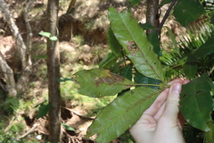 Harpephyllum caffrum