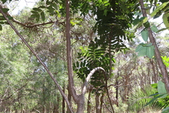 Harpephyllum caffrum