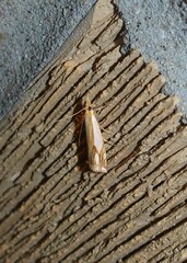 Crambus agitatellus