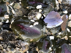 Anthopleura elegantissima