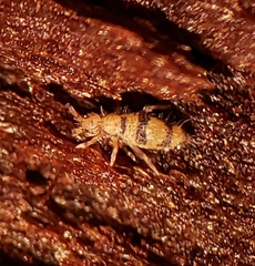 Entomobrya triangularis
