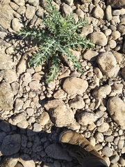 Argemone mexicana