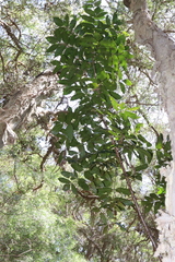 Harpephyllum caffrum