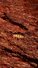 Entomobrya triangularis