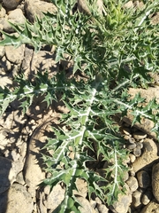 Argemone mexicana