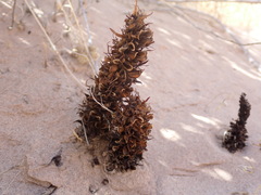 Aphyllon cooperi