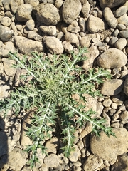 Argemone mexicana
