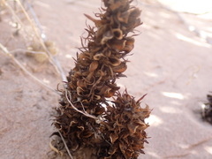 Aphyllon cooperi