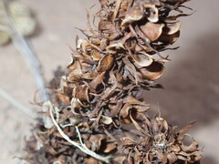 Aphyllon cooperi