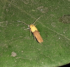 Stathmopoda auriferella
