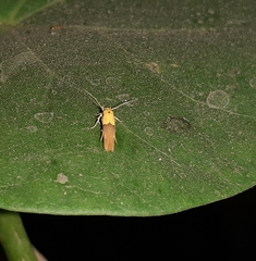 Stathmopoda auriferella