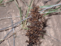 Aphyllon cooperi