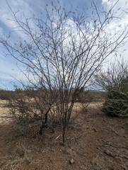 Vachellia vernicosa