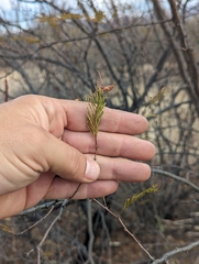 Vachellia vernicosa