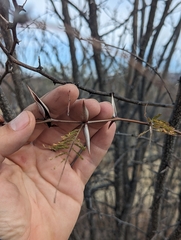 Vachellia vernicosa