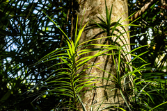 Freycinetia excelsa