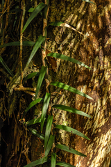 Freycinetia excelsa