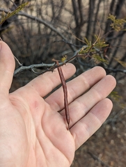Vachellia vernicosa