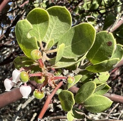 Arctostaphylos montereyensis