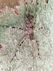 Pseudotrigonidium australis