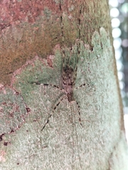 Pseudotrigonidium australis