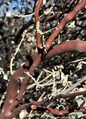 Arctostaphylos montereyensis