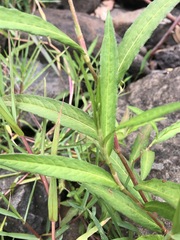 Persicaria subsessilis