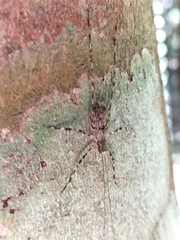 Pseudotrigonidium australis