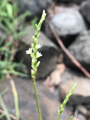 Persicaria subsessilis