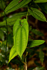 Dioscorea transversa