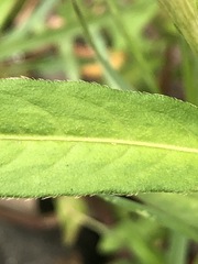 Persicaria subsessilis