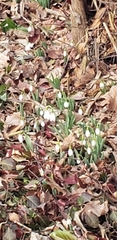 Galanthus