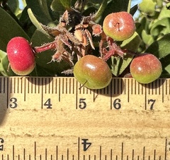 Arctostaphylos montereyensis