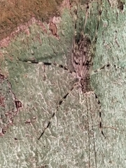 Pseudotrigonidium australis