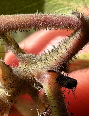 Arctostaphylos montereyensis
