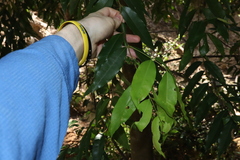Syzygium floribundum