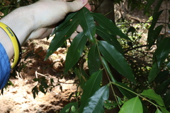 Syzygium floribundum